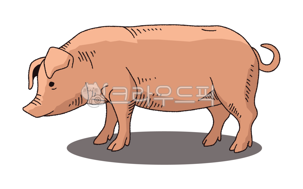 돼지,돼지캐릭터,돼지일러스트,돼지그림,돼지고기,삼겹살,돼지갈비,족발,보쌈,식당캐릭터,식당