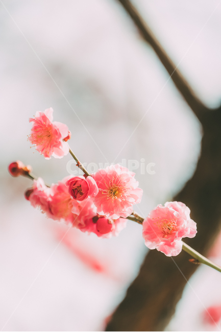 봄꽃,꽃,홍매화,매화,핑크색,봄,계절,spring,season,식물,자연,plants,nature,꽃,flower,감성,sensible,feeling,plant,blossom