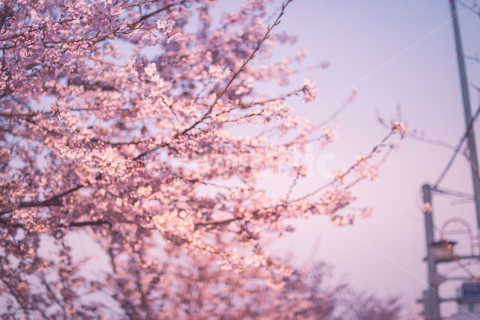 꽃,벚꽃,벚꽃축제,여의도,핑크,체리블라썸,봄,계절,spring,season,plant,식물,flower,blossom,cherry blossom