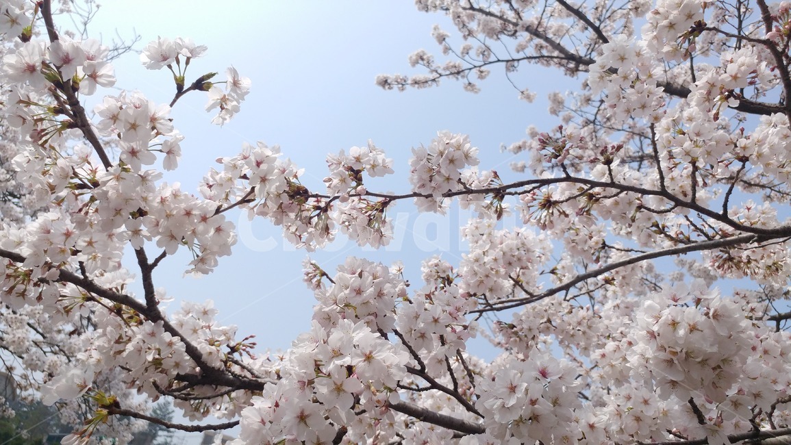 벚꽃,꽃,봄,벚나무,핑크,분홍,연분홍,계절,야외,자연,나무,휴일,나들이,아름다운,화사한,화려한,식물,봄날,꽃망울,cherryblossoms,blossoms,flowers,nature,tree,season,spring,봄,계절,spring,season,식물,자연,plants,nature,꽃,flower,plant,blossom