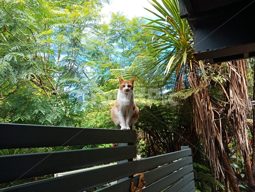 동물,여름,고양이,풍경,나무,집,초록,하늘,cat,tree,sky,green