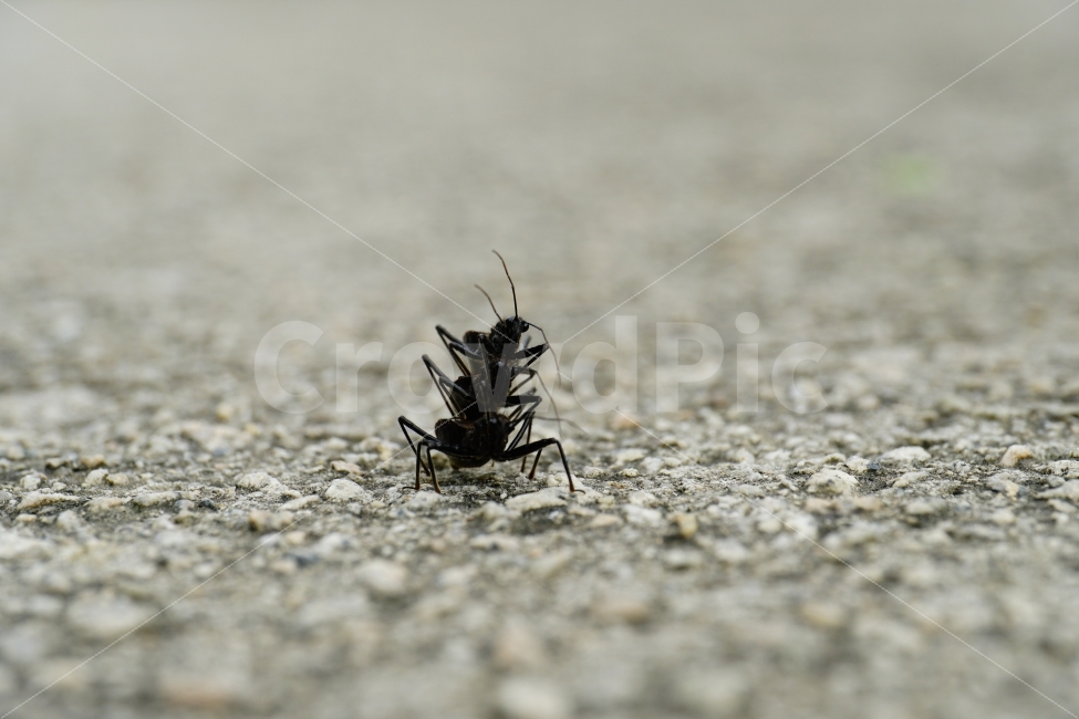 민날개침노린재,곤충,벌레,교미,삼각관계,자연,여름,접사,동물,insect,animal,nature,summer,macro,bug,땅,암컷,수컷,사랑,러브,재미있다,재미있는,특이한,특이,독특,독특한,신비,신비한,love,신비하다,신기,신기한,신기하다,스냅,스냅사진,스넵,스넵사진,snap,snapshot,한국자연,한국의자연,풍경,landscape,동물,animal,곤충,벌레,insect,bug