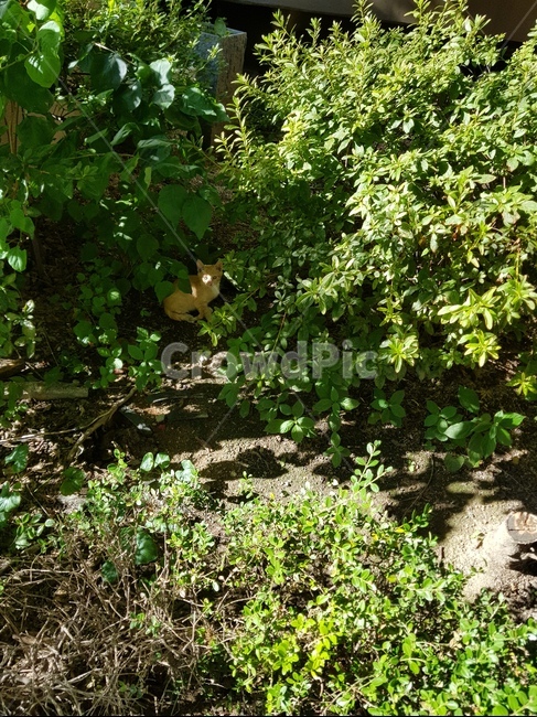 길고양이,고양이,치즈,수풀,숨은,동물,animal,포유류,mammal,고양이,cat,kitten,kitty