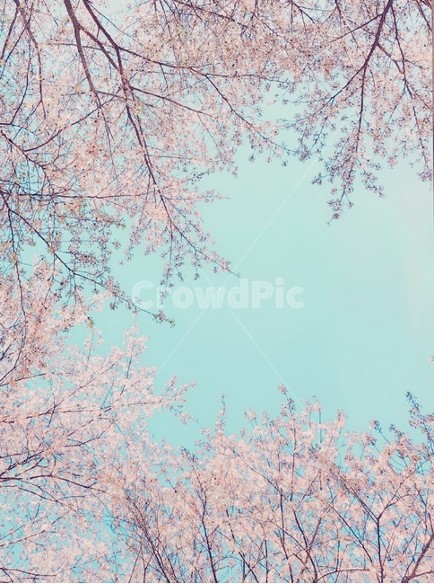 봄,벚꽃,핑크,pink,하늘,sky,민트,mint,따뜻함,spring,cherryblossom,봄,계절,spring,season,자연,풍경,nature,landscape,plant,식물,flower,꽃,blossom