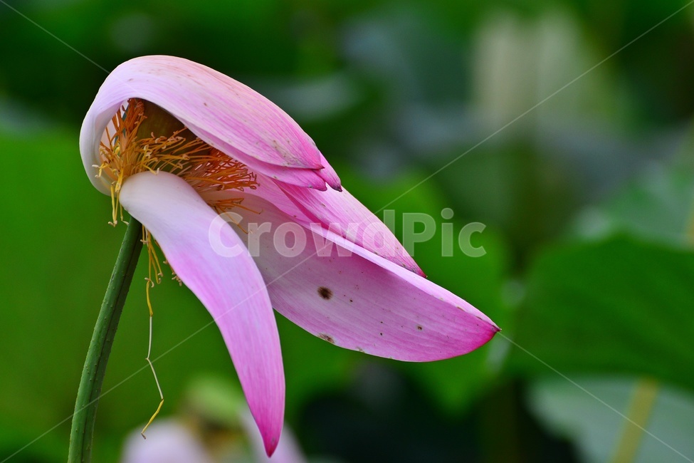 plant,식물,flower,blossom,꽃,petal,꽃잎,연꽃,연잎,수련,홍연,자연,불교