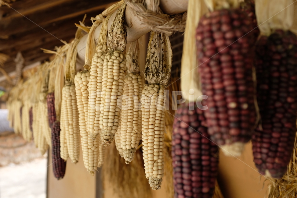 옥수수,자연,음식,식재료,말림,dry,corn,옛날,food,nature,음식,식재료,요리,food,cook,meal,dishes,food reserves,곡류,곡식,cereals