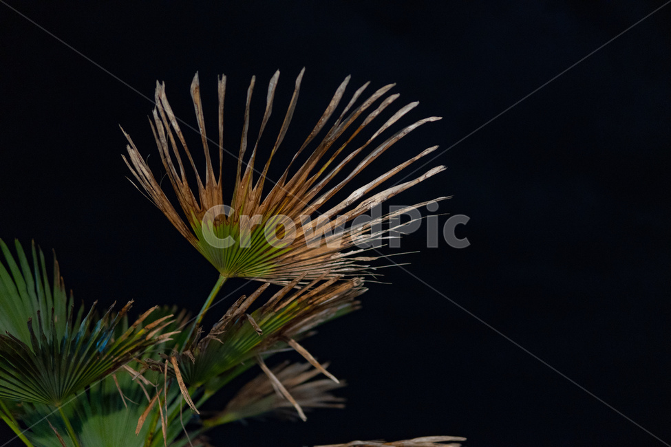 plant,식물,밤,어둠,자연,식물,자연,plants,nature