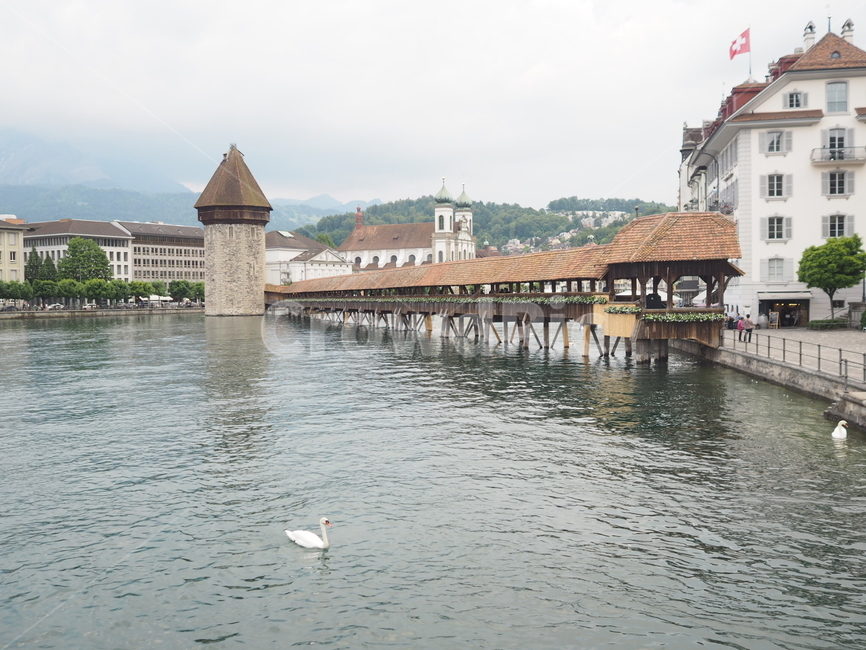 스위스,루체른,카펠교,백조,유럽,switzerland,luzern,kapellbrücke,swan,europe