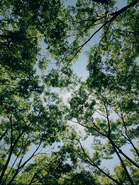 나무,청량,여름,청량함,초록,summer,refreshingfeeling,tree,green,식물,자연,plants,nature,나무,trees,wood