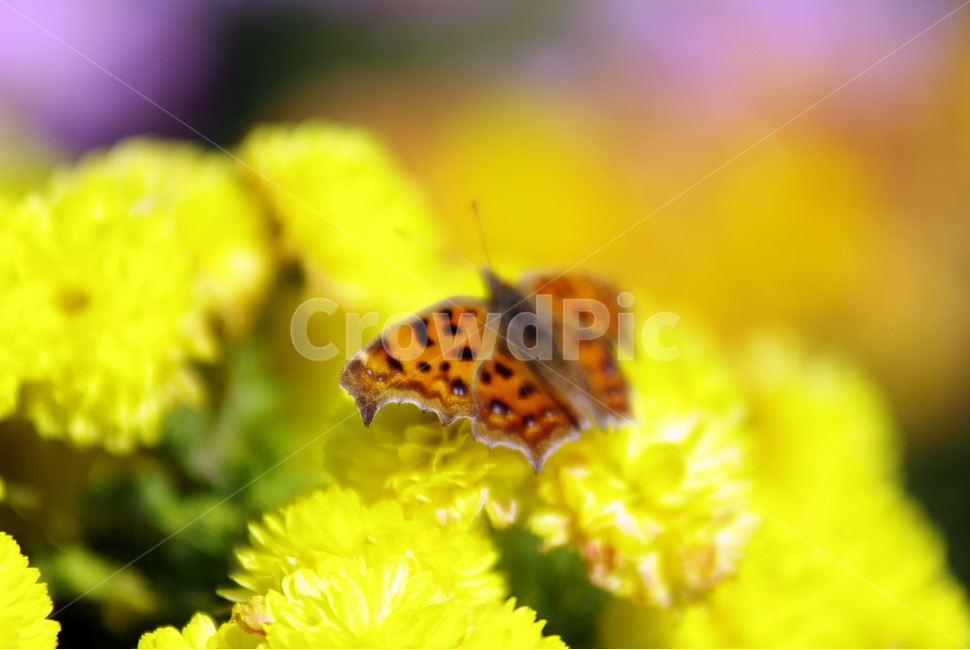 노란국화,봄,호랑나비,꽃무리,spring,식물,자연,plants,nature,꽃,flower,동물,animal,곤충,벌레,insect,bug