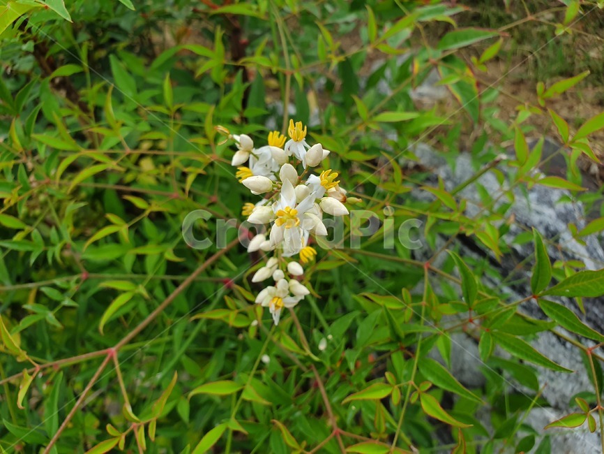 plant,식물,flower,꽃,흰꽃,하얀꽃,남천,속씨식물,미나리아재비목,매자나무과,쌍떡잎식물과,nandinadomestica,꽃말,전화위복