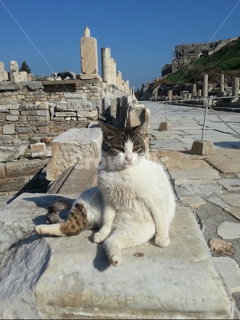 고양이,캣,cat,길고양이,여유로움,힐링,cute,묘생무상,동물,animal,포유류,mammal,고양이,cat,kitten,kitty