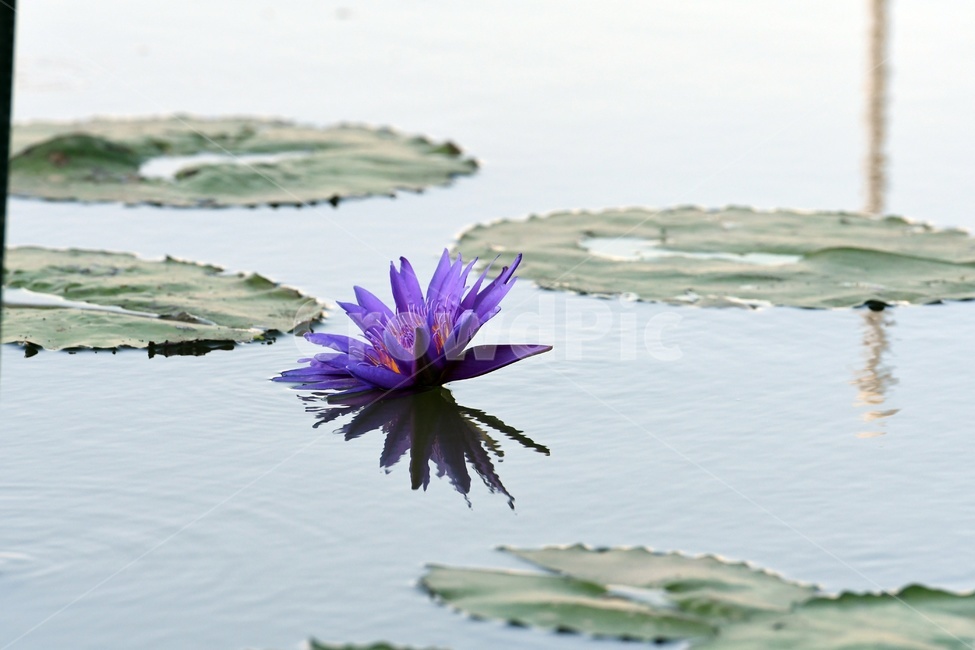 연못,수련,식물,자연,여름,정원,푸르른,물,수경식물,연못가,연못정원,plants,nature,연,연꽃,힐링,flower,감성,연잎,식물,자연,plants,nature,꽃,flower