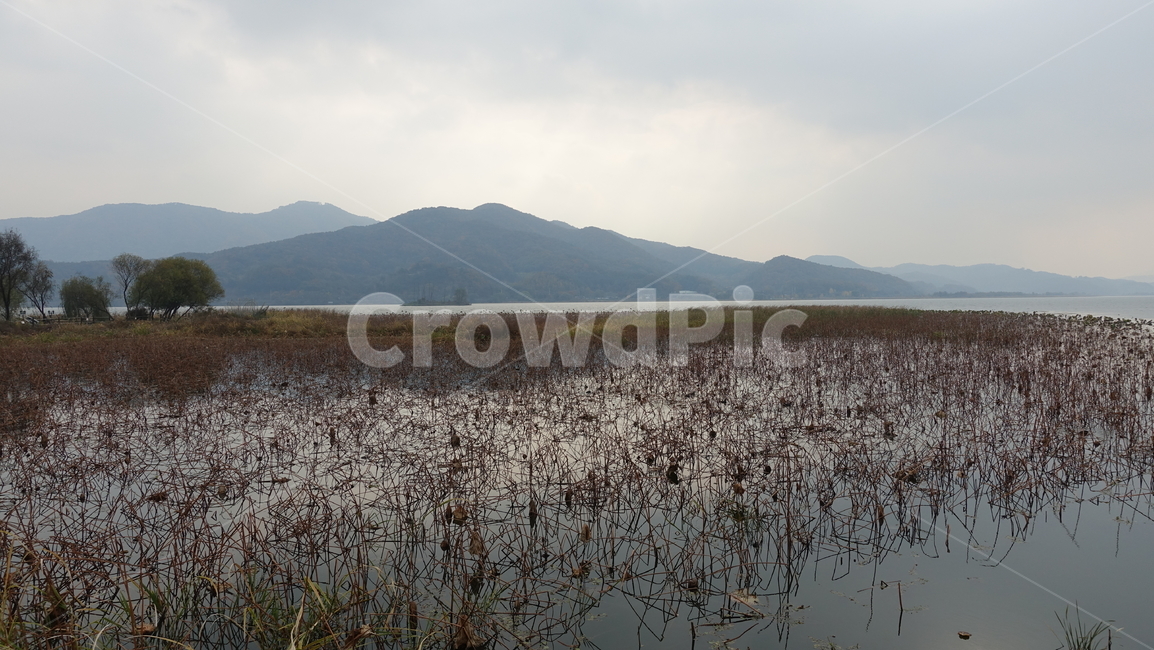 자연,nature,갈대,가을,수면,수중식물,수평선,산맥