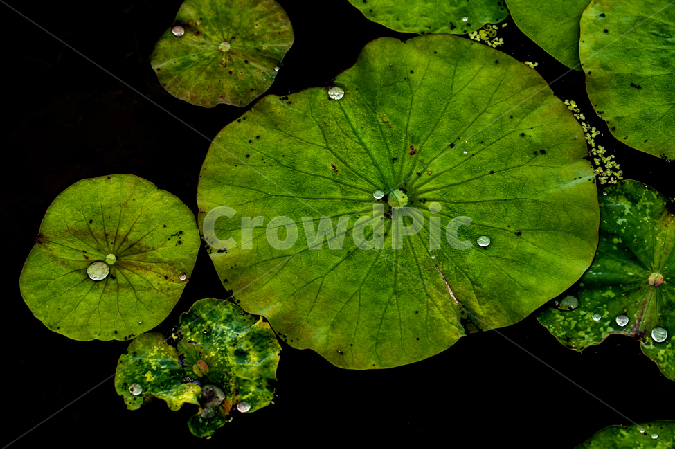 수련,연화,연지,감성,연잎,식물,자연,plants,nature