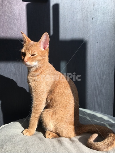 고양이,냥이,꾹꾹이,고냥이,졸귀탱,동물,animal,포유류,mammal,고양이,cat,kitten,kitty