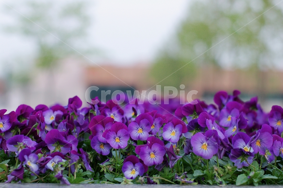 꽃,flower,plant,식물,보라색,purple,보라,식물,자연,plants,nature,꽃,flower