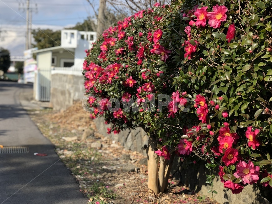 동백꽃,겨울꽃,풍경,자연물,꽃,식물,자연,plants,nature,꽃,flower