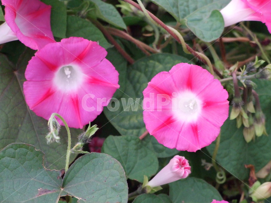 꽃,식물,꽃잎,flower,분홍꽃,식물,자연,plants,nature,꽃,flower