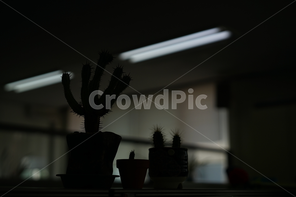 선인장,화분,식물,가시,생명,사무실,장식,취미,실내용화초,화분,화초,house plant,실루엣,그림자,silhouette,shadow