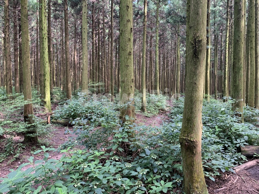 사려니숲,제주도,숲,휴식,나무