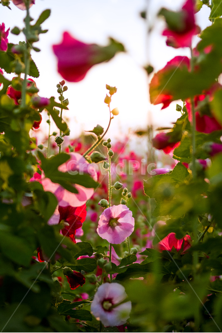 접시꽃,해질무렵,오후,꽃,감성,빛,식물,자연,plants,nature,꽃,flower