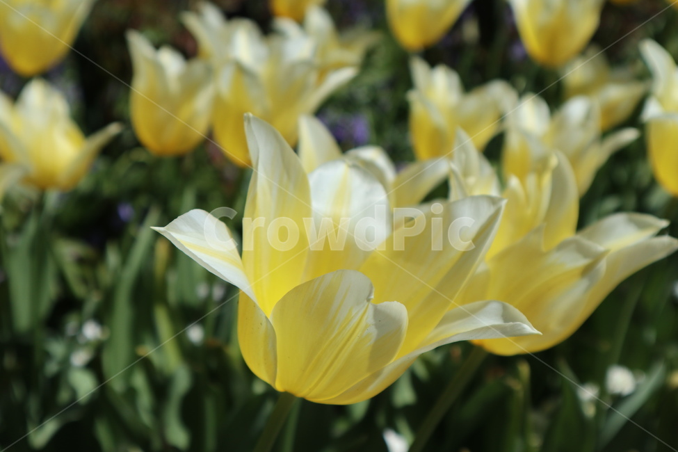 꽃,봄꽃,튤립,flower,노란튤립,식물,자연,plants,nature,꽃,flower