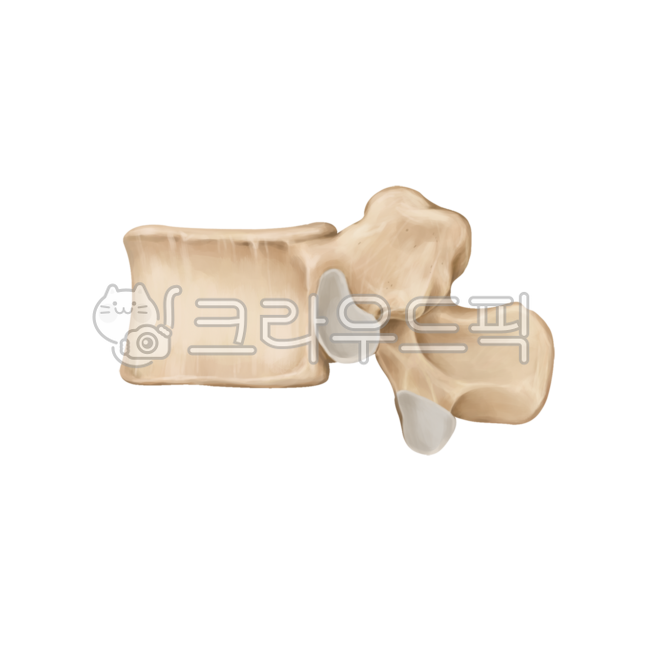 lumbarspine,tailbone,pelvis,rib,scapular,skeleton,illiac,orthopedic,shoulder,thoracicspine,humanbones,spine,scapula,bones,lumbar spine,pelvic,waist,neurosurgery,medicalillustration,ribs,thoracic spine,surgery