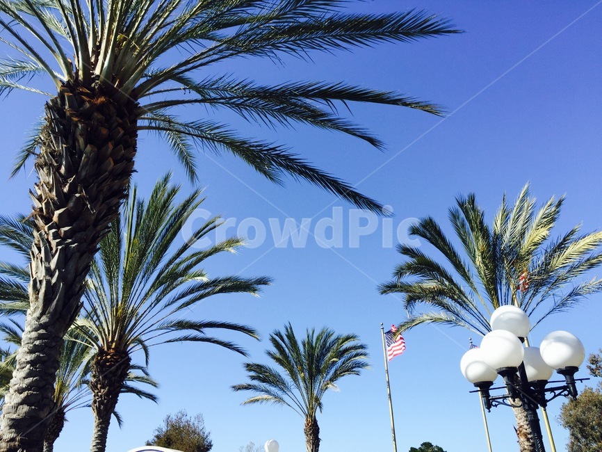 야자수,하늘,열대,여름,나무,계절,국기,가로등,sky,summer,tree,palmtree,flag,자연,풍경,nature,landscape,palm tree,plant,식물