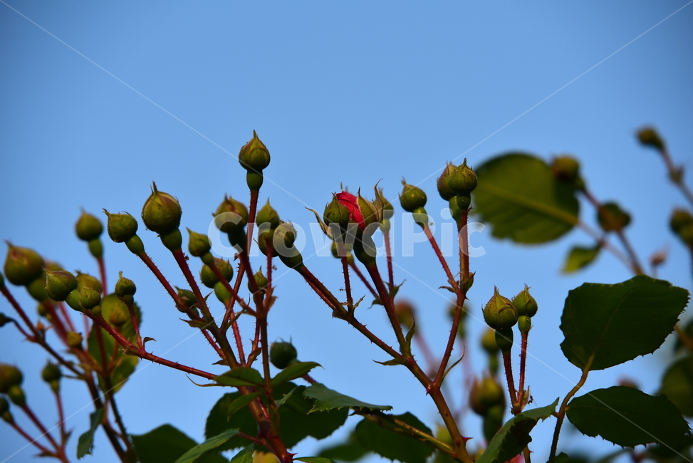 장미,빨간,봉우리,꽃,하늘,꽃봉우리,red,rose,꽃잎,잎,초록,녹색,가시