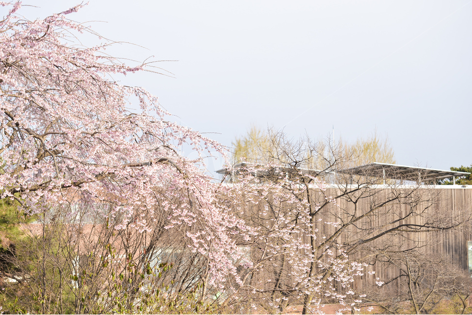 분홍,꽃,벚꽃나무,나무,핑크,벚꽃,하늘,분위기,감성,봄,계절,spring,season,식물,자연,plants,nature,꽃,flower,plant