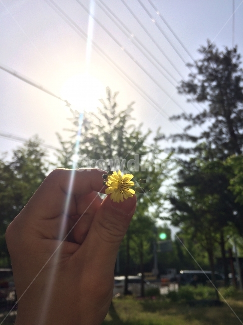 풍경,경치,꽃,나들이,산책,식물,자연,plants,nature,꽃,flower,사람,인물,인간,human,person,신체일부,몸,body