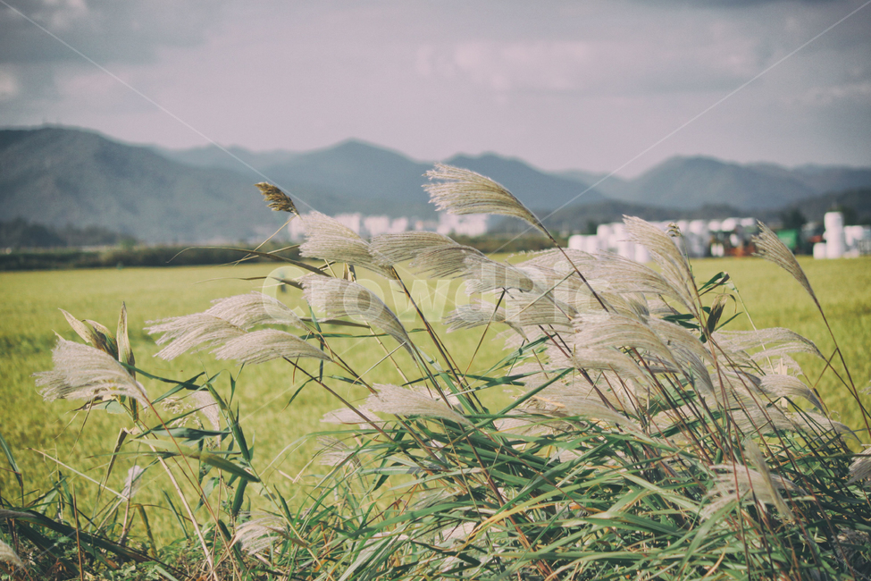 가을,계절,갈대,갈대밭,순천만,만,자연,풍경,fall,autumn,reed,bay,suncheonbay,nature,landscape,가을,계절,fall,autumn,season,식물,자연,plants,nature,grass,잔디,plant,lawn