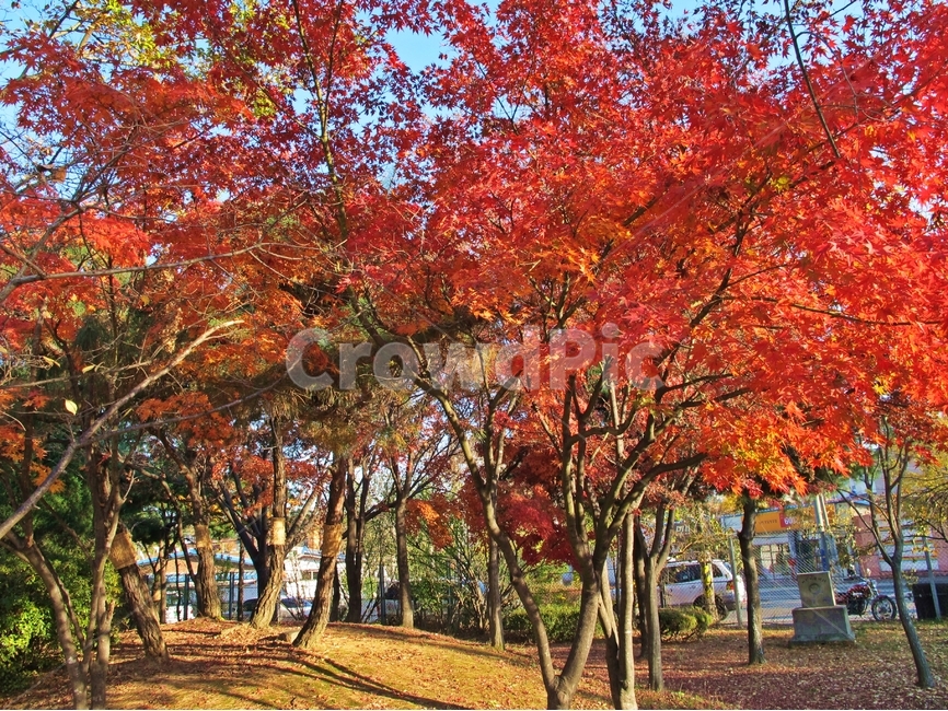 가을,단풍,전주,공원,가을풍경,가을,계절,fall,autumn,season,자연,풍경,nature,landscape,식물,plants,나무,trees,wood,tree,plant,leaf,잎,maple