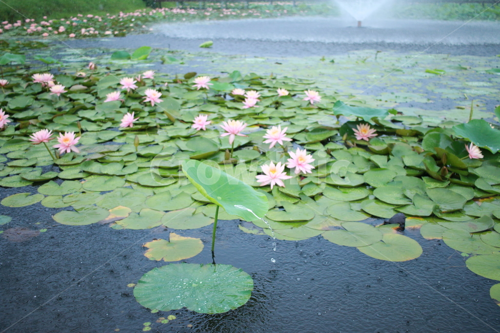 우중출사,장마,비방울,수련,물방울,반동,진동,식물,자연,plants,nature,꽃,flower,비,비오는날,rain,rainy
