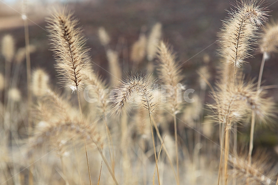강아지풀,강아지풀꽃,꽃,잡초,가을,풀,야외,공원,가을,계절,fall,autumn,season,식물,자연,plants,nature