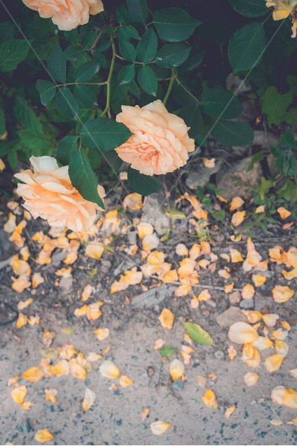 식물,장미,장미꽃,꽃,여름꽃,식물,자연,plants,nature,꽃,flower