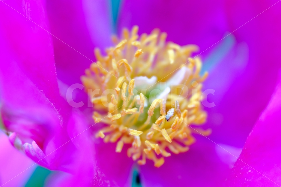 꽃,flower,접사,macro,자연,감성,스냅,식물,자연,plants,nature,꽃,flower,색깔,색상,색채,색감,color sense,color sensitivity,feeling of color