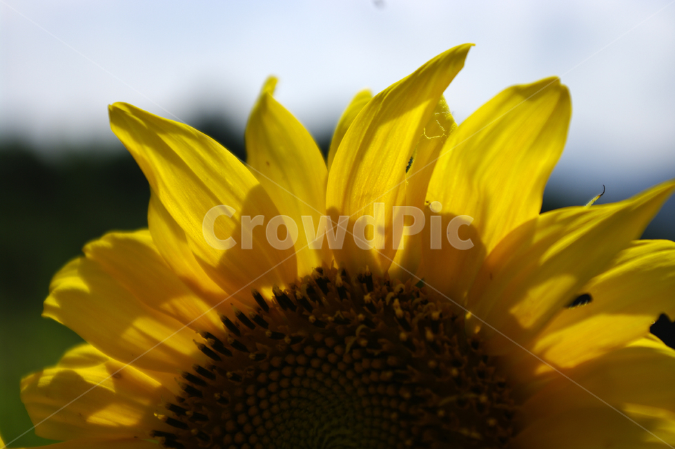 해바라기,꽃,식물,자연,flower,plant,식물,자연,plants,nature,꽃,flower