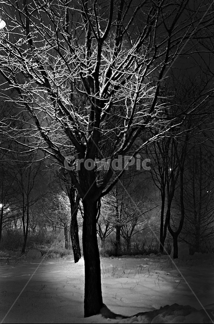 안개공원,나무,plant,겨울나무,왕따나무,겨울,흑백나무,tree,식물,큰나무,눈나무,고독,감정,감성,디자인,필,느낌,분위기,서정,슬픔,우울,그리움,옛생각,회상,기억,추억,색감,칼라,블루톤,시안,디자이너,사보,카다로그웹,홈페이지,배너,팝업,모바일,콘텐츠,마케팅,오브젝트,이미지,흑백,모노톤,monochrome,black and white