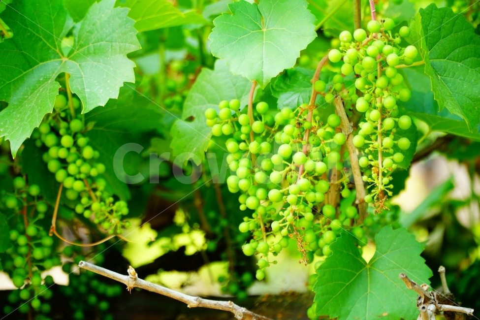포도,청포도,과일,자연,잎,음식,식재료,요리,food,cook,meal,dishes,food reserves,과일,열매,fruit