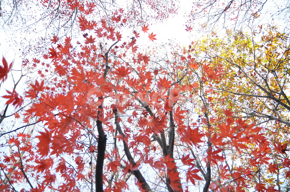 가을,단풍,autumnleaves,낙엽,단풍나무,빨간단풍,노란단풍,가을,계절,fall,autumn,season,식물,자연,plants,nature,나무,trees,wood,tree,plant,maple,leaf,잎