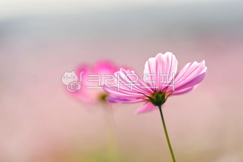 자연,코스모스,꽃,flower,nature
