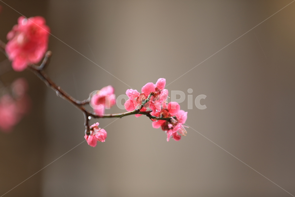 봄꽃,구례,화엄사,홍매화,봄,봄,계절,spring,season,식물,자연,plants,nature,꽃,flower,plant
