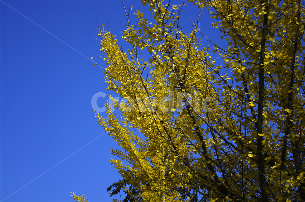 은행나무,가을,은행잎,식물,plant,하늘,가을,계절,fall,autumn,season