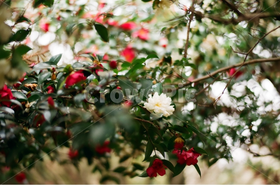 제주도,겨울동백,동백꽃,감성,필름사진,식물,자연,plants,nature,꽃,flower,감성,sensible,feeling