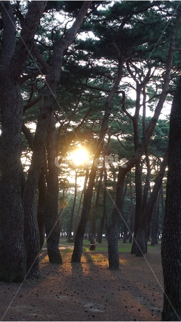 나무,숲,forest,tree,소나무,pinetree,nature,자연,green,초록,햇빛,석양,dusk,노을,light,sunshine,하동,송림