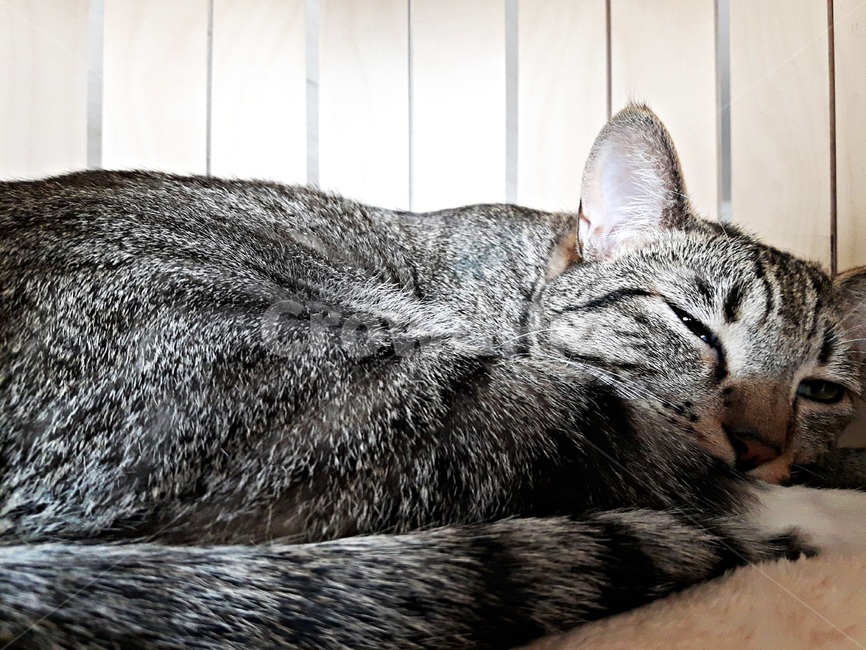 고양이,코숏,길냥이,길고양이,고등어태비,낮잠,휴식,동물,애완동물,cat,kitten,kitty,동물,animal,포유류,mammal,고양이,cat,kitten,kitty