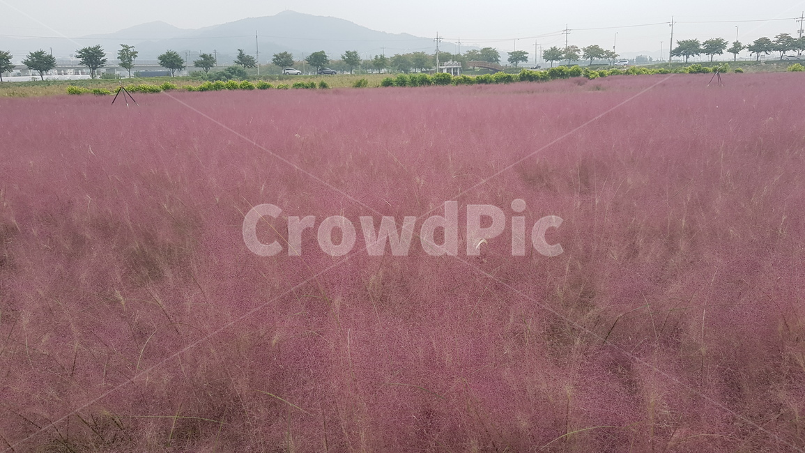 nature,자연,outdoors,옥외,field,들,landscape,경치,핑크뮬리,핑크,김천,강변공원