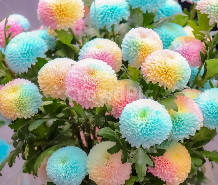 꽃,flower,plant,식물,blossom,컬러꽃,colorflower